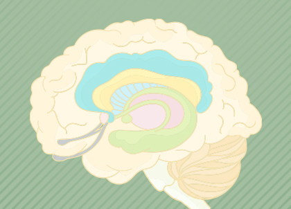 Tools to Rewire Your Limbic System and Amygdala For Safety