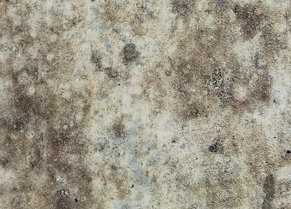 Mold Toxicity